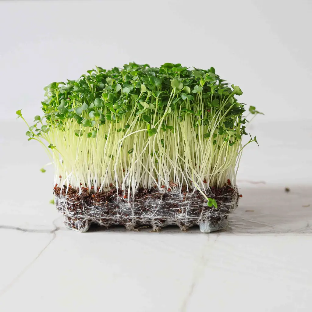 Broccoli-RaabMicrogreens-9498 MP Seeds.webp