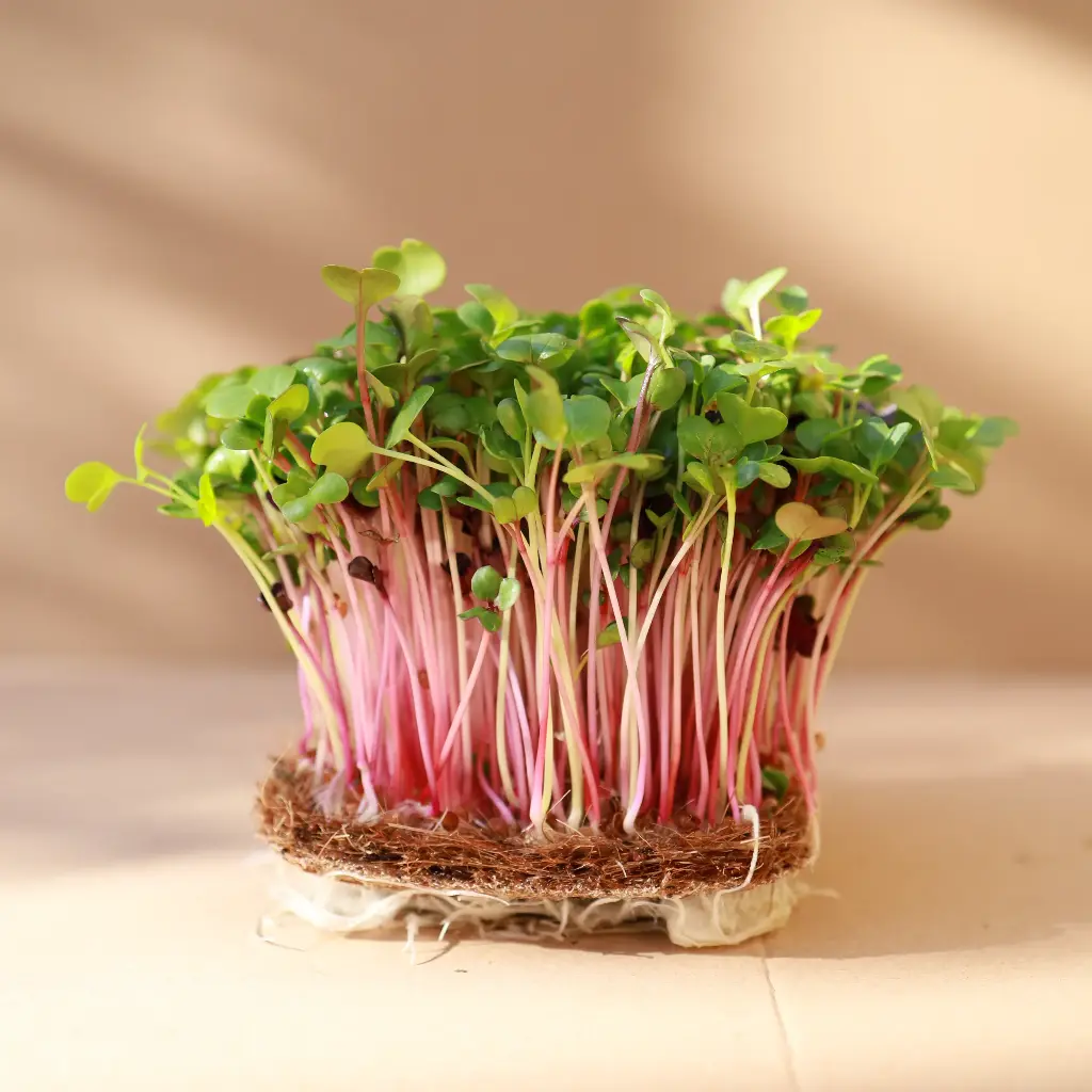 Radish-Mix-microgreens-seeds.webp