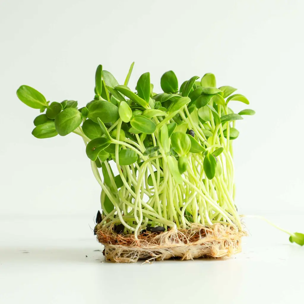 Sunflower-Small---Microgreens-Seeds-37.webp