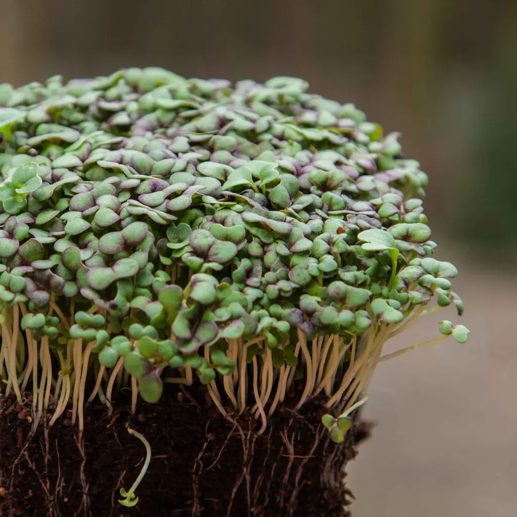 mustard-red-giant-microgreens-whole-plant.webp